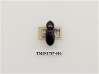 藏品(南非昆蟲)的圖片